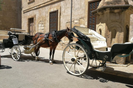 EUIB acusa Cort de permetre que els cavalls de les galeres estiguin al sol a més de 30 graus