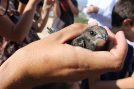 Alliberen 20 exemplars de falzies recuperats per voluntaris i el COFIB