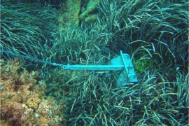 Troben posidònia morta a 19 de les 34 cales del litoral d'Eivissa