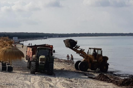 Retiren posidònia d'es Trenc amb excavadores