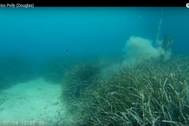 [VÍDEO] Impactants imatges del moment en què l'àncora del Miss Molly arrabassa posidònia a Portocolom