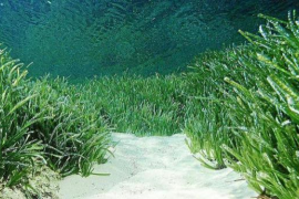 El GOB felicita el Govern per l'aprovació del decret Posidònia i l'insta a aplicar-lo amb determinació