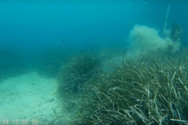 Actúa Baleares defensa que les embarcacions no perjudiquen la posidònia i vota en contra de la regulació
