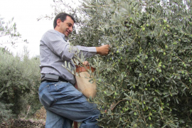 En conseller d'Agricultura, en plena tasca.