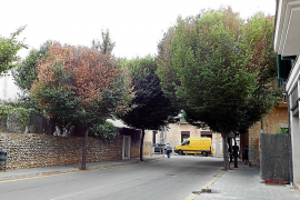 L'Ajuntament vol aclarir si els arbres del camp de s'Oca tenen Xylella