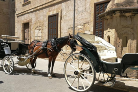L'Ajuntament de Palma no permetrà la circulació de galeres durant les hores de més calor