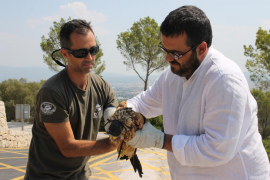 La població de milana de les Balears creix amb 48 nous polls