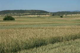 Medi Ambient impulsa l'ús de llavors d'espècies farratgeres certificades