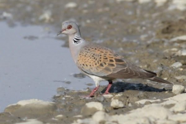 El GOB demana que enguany no es caci la tórtora pel seu «important declivi poblacional»
