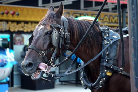 Cort actuarà «amb contundència» si es confirma el maltractament d’un cavall de galera