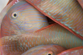 Aquest dissabte s’aixeca la veda per pescar raors 