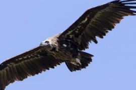 Aquest dissabte se celebra el Dia Mundial del Voltor.