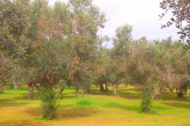 El Govern destina 1,05 milions d'euros de l'impost turístic a combatre la Xylella