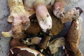 La campanya dels bolets s’avança un mes per l’estiu humit