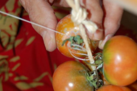 Medi Ambient destina 210.000 € a l’estudi i caracterització de les varietats locals de les Balears