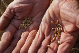 El Govern ha volgut completar tota la col·lecció de cereals afegint-hi 22 varietats més de blats, 9 de civada i 4 d'ordi, que durant quatre o cinc dècades han romàs al banc de Madrid sense tenir cap rèplica.