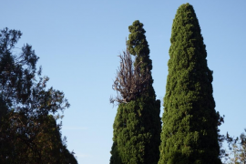 L’Associació de l’Arbre i ARCA insten a protegir l’arbrat del cementeri