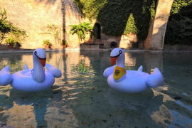 Orgull Llonguet «torna» els cignes a s'Hort del Rei