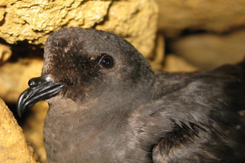 Es detecten noves colònies de nonetes per primera vegada a les Balears