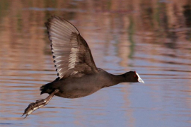 Greenpeace alerta que la urbanització «massiva» de les costes està posant en perill la supervivència d'espècies