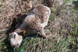 Natura Parc recull centenars d’animals morts per les inundacions