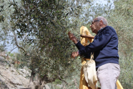 Comença la collita d'oliva DO, però s'espera una campanya magre