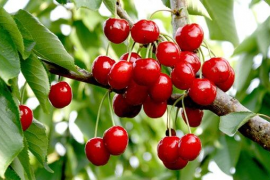 Es reconeixen oficialment cinc varietats de cirerer de Mallorca