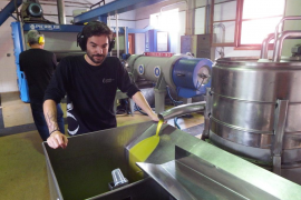 Les tafones comencen la temporada oliera