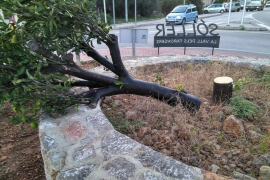 Tallen de matinada el taronger que donava la benvinguda a Sóller