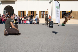 [VÍDEO] El GOB allibera una milana monitoritzada amb GPS