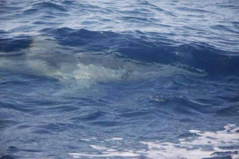 Una tintorera, suposadament fotografiada al Port, mou interès a la xarxa