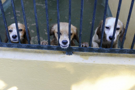 Son Reus retorna 17 cans que havien escapat espantats per la pirotècnia