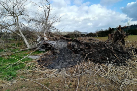 Terraferida: «Medi Ambient, en lloc de protegir els boscos de ribera, els destrossa»