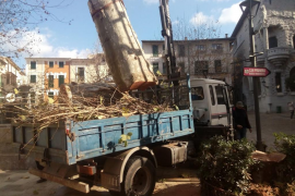 L'Ajuntament tala altres dos arbres centenaris del centre per seguretat