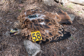 El GOB critica que s'exclogui «la zona més valuosa» de la ZEPA de la Marina de Llucmajor