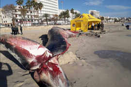 Preparen la necròpsia de la balena encallada a Cala Millor