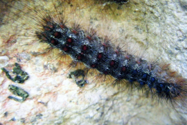 El GOB demana a Medi Ambient que no «fumigui massivament» contra l'eruga peluda d'alzina