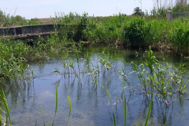 La col·laboració entre Govern, Endesa i GOB permet la creació d'una nova llacuna a l'Albufera