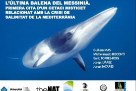 Descobreixen el fòssil d'una balena de 5,7 milions d'anys en un bloc de pedra de Santanyí