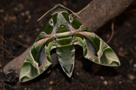 La UIB identifica una nova espècie de papallona nocturna de grans dimensions