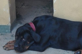 Cort retira l'ordenança de mascotes per discrepàncies entre els partits