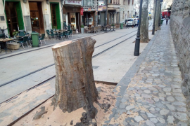 L’artista Lluís López farà una escultura in situ de l’arbre talat del Born