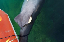 Troben mort un tauró de quatre metres a Portals