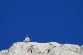 Fins a 6 espècies d’aus tenen tota la població mallorquina a les ZEPA de la Serra de Tramuntana