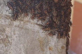 Una plaga d'insectes sorprèn els veïnats de Son Ferriol