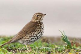 La UIB i el GOB creen l'estació d'anellament científic d'ocells al campus