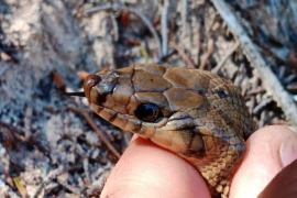 Capturen més de 700 serps a les Pitiüses en quatre mesos