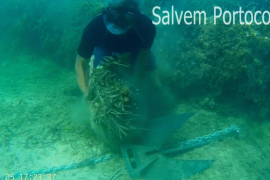 Salvem Portocolom demana mesures a l'ajuntament per evitar els danys a la posidònia