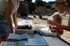 El GOB presenta aquest dijous una campanya educativa sobre la posidònia