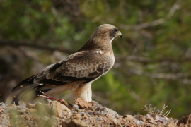 IB3 estrena 'Arxipèlag Indòmit', un documental gravat per mar, terra i aire